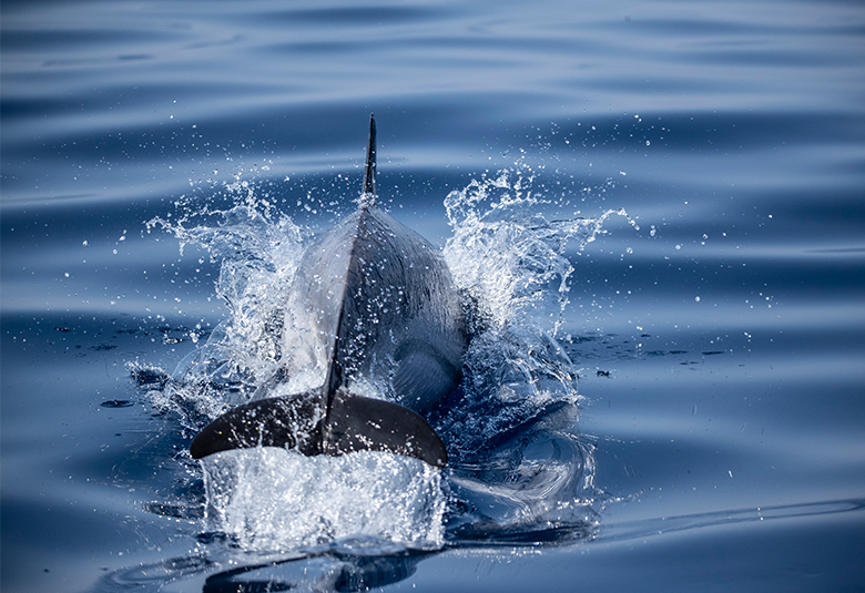 Admirez les dauphins et prenez soin de l’environnement !