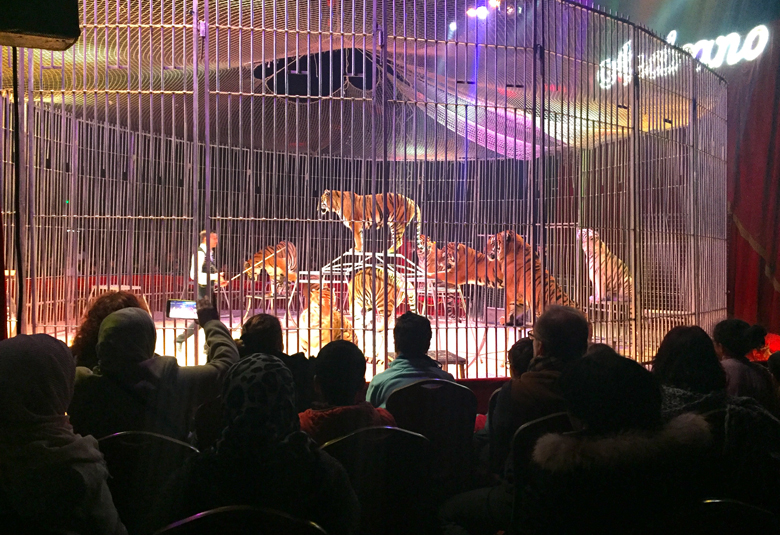 1500  locataires de 13 Habitat ont découvert la féerie du cirque