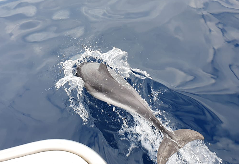 Nos locataires au plus près des dauphins et des baleines !