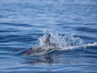 Admirez les dauphins et prenez soin de l’environnement !