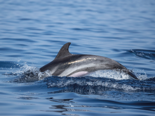 Admirez les dauphins et prenez soin de l’environnement !