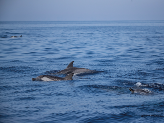 Admirez les dauphins et prenez soin de l’environnement !