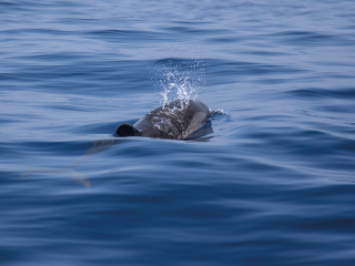 Admirez les dauphins et prenez soin de l’environnement !