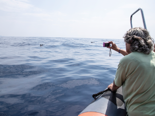 Admirez les dauphins et prenez soin de l’environnement !