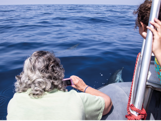 Admirez les dauphins et prenez soin de l’environnement !