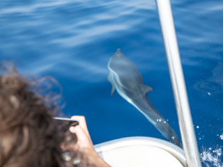 Admirez les dauphins et prenez soin de l’environnement !