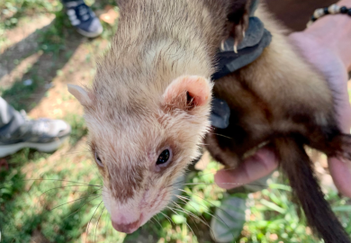 Les furets impitoyables avec les rats !