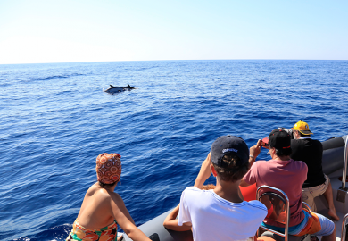 En pleine mer et au plus près des dauphins !