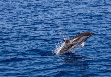 Des sorties en mer pour approcher les dauphins