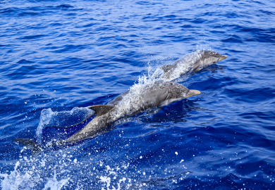 Voir de près les dauphins et respecter la nature