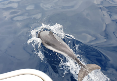 Nos locataires au plus près des dauphins et des baleines !
