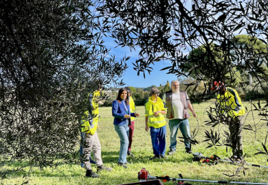 L’huile d’olive 13 Habitat en préparation à Château-Gombert !